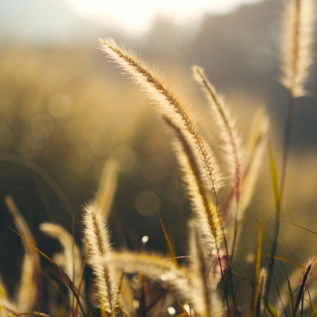 POCO Drop-In Filter Adapter – MOFAGE